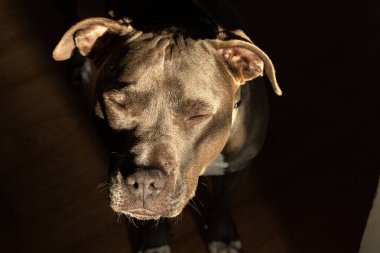 Pürüzsüz bir portrede gözleri kapalı ve yüzünde güneş ışığı olan dişi pitbull yavrusu.