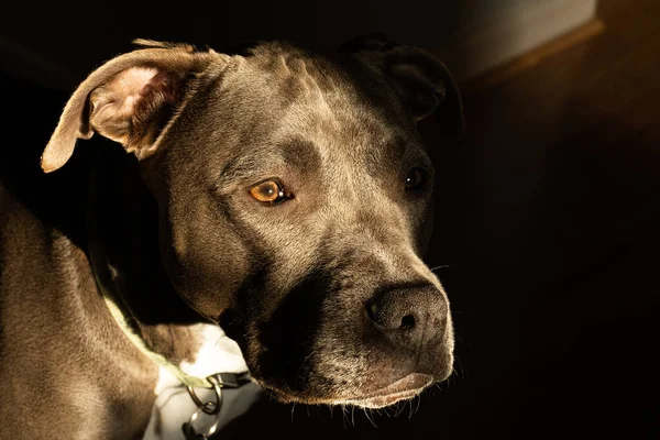 Bajo Llave Retrato Hembra Pitbull Cachorro Que Mirando Algo Distancia — Foto de Stock