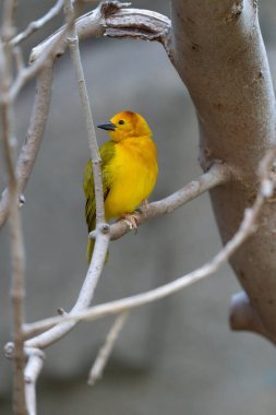 Taveta altın dokumacı canlı sarıdır ve güneşli bir günde bir ağaç dalına tünemiştir.