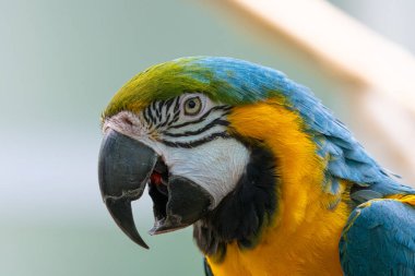 Canlı mavi ve altın makav ormandaki bir ağaca tünemiş güneşli bir günde yakın plan bir portre alır.