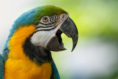 Canlı mavi ve altın makav ormandaki bir ağaca tünemiş güneşli bir günde yakın plan bir portre alır.