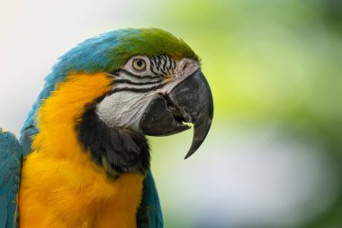 Canlı mavi ve altın makav ormandaki bir ağaca tünemiş güneşli bir günde yakın plan bir portre alır.