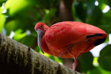 Canlı kızıl aynak, tropikal ormandaki yüksek bir ağaç dalına tünediğinde yakınlaşır.