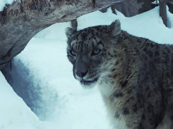 Snow Leopard Snowy Background — Stockfoto