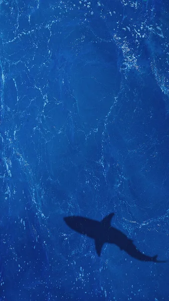 Shark shadow underwater, top view, sea waves