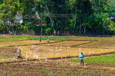 Sri Lanka 'nın çay tarlası manzarası