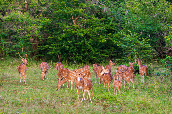 Deers in the National Park