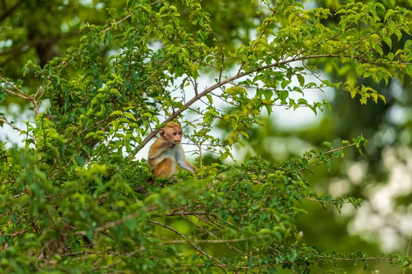 国立公園内の猿 ストック写真
