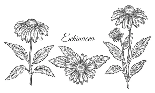 stock vector Echinacea purpurea flower medicinal plant with leaves  botanical outline sketch. Purple coneflower blooming medical herb stem hand drawn set. Vintage engraving. Pharmacy, cosmetic ingredient. Herbal medicine product, health immunity. Ink line vector