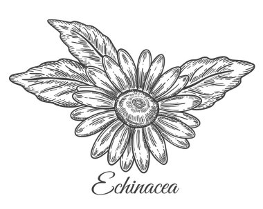 Ekinezya purpurea çiçeği başı tıbbi bitki botanik taslağı. Çiçekli mor koni sakızı ya da yapraklı papatya bahçesi şifalı bitkisi. Sağlıklı bağışıklık için bitkisel ilaçlar. Eczane malzemeleri. Vintage oyma. Mürekkep elle çizilmiş çizgi vektörü