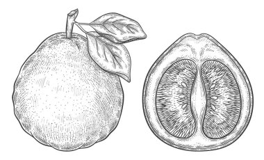 Pomelo greyfurt ya da mandarin narenciye sulu meyve botanik taslağı. Yapraklı tropik armut. Egzotik ekşi limon. Taze limon. Tamamı ve yarısı. Vitamin suyu, diyet sağlıklı yiyecekler. Vintage oyma. Grafik mürekkep vektörü çizimi
