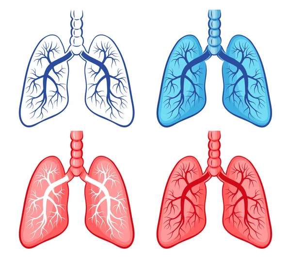 Pulmones Humanos Bronquios Respiración Anatomía Órganos Sistema Respiratorio Icono Salud — Vector de stock