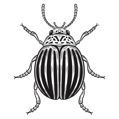 Çizgili kolorado patates böceği, Leptinotarsa zararlı böcek özeti çizimi. Bahçe bitkisi ilaçlama. Tarım, kanatlı parazit hayvanı uçurur. Sebze mahsulünü koruma patatesleri. Siyah vintage oyma. Grafik mürekkep vektörü çizimi