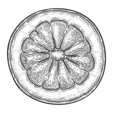 Limon dilimi, yarım yuvarlak portakal, biraz egzotik mandarin sulu meyve botanik taslağı. Taze ekşi tropik limon dilimi. Yarım zeytinyağı greyfurt. Sağlıklı vitaminli vejetaryen yemek tatlısı. Vintage oyma. Mürekkep elle çizilmiş vektör