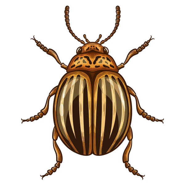 stock vector Striped colorado potato beetle, Leptinotarsa decemlineata insect. Garden farm plant pest control. Harmful spotted yellow bug. Flying parasite animal damage agriculture potatoes leaves. Protection vegetable, insecticide. Vintage color vector drawing