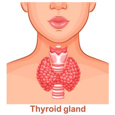 Tiroid bezi, nefes borusu iç organ anatomisi kadın boğaz boynu, insan endokrin sistemi sağlık ikonu. Hipotiroid, hipertiroid teşhisi, paratiroid hastalığı endokrinoloji tıbbi tedavisi. Tiroidit, tiroksin hormonu, iyot kontrolü. Vektör  