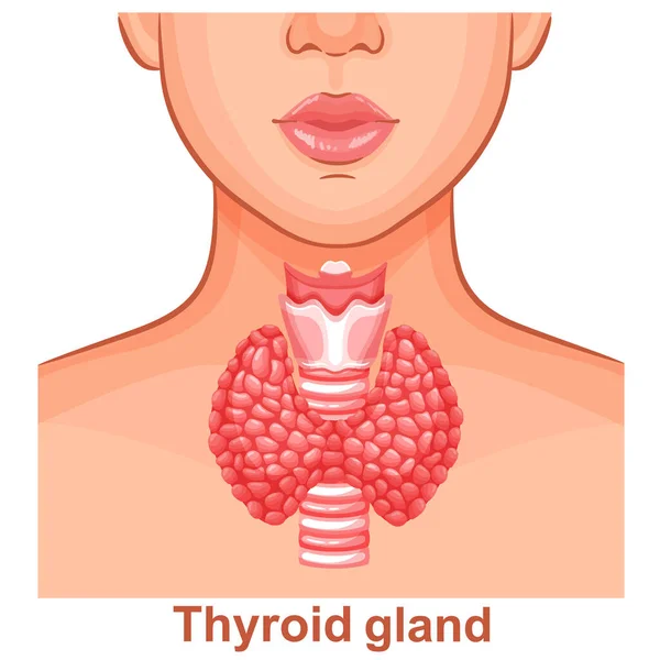 Glándula Tiroides Anatomía Del Órgano Interno Tráquea Cuello Garganta Mujer — Vector de stock