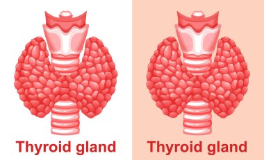 Tiroid bezi, soluk borusu anatomisi, paratiroid organ insan endokrin sistem ikonu. Hipotiroid, hipertiroid endokrinoloji hastalığı tedavisi. Tiroid iltihabı, tiroksin hormon kontrolü. Vektör 
