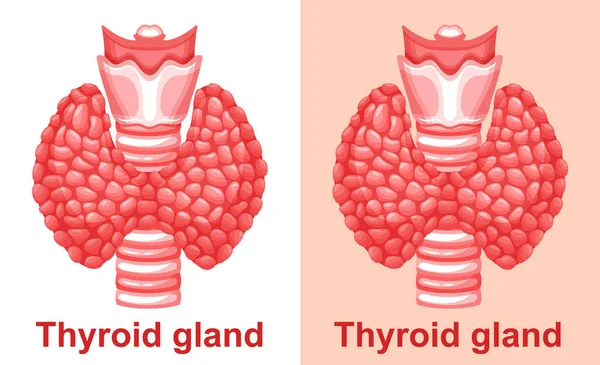 Tiroid Bezi Soluk Borusu Anatomisi Paratiroid Organ Insan Endokrin Sistem — Stok Vektör