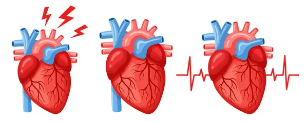 Kalp iç organı, kalp kası anatomisi, kalp ağrısı, kardiyoloji ilacı, nabız ikonu. Kardiyo hastalığı tıbbi tedavisi. Kardiyovasküler kan sistemi felci. Anatomik vücut parçası. EKG kardiyogramı. Sağlık hizmetleri. Çizgi film vektörü