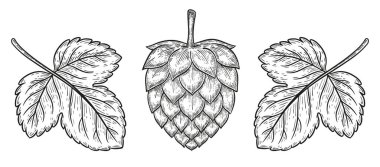 Bira demlemek için koni, botanik taslaklı Humulus Lupulus bahçe bitkisi tohumu. Malt birası, alkollü bira. Doğal organik bitkisel bira fabrikası besin maddesi. Oktoberfest sembolü. Klasik el yazması gravür. Vektör  