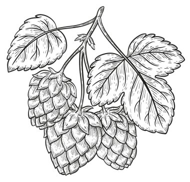 Hops bitki dalı, Humulus lupulus kabuğu bira yapımı botanik taslaklar için koniler. Çiçek tohumu ve yaprak yetiştiren bir bitki dalı. El yapımı bira, alkollü bira, bira fabrikası gıda malzemesi. Klasik el yazması gravür. Çizgi vektörü çizimi