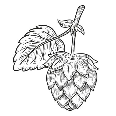 Bira demlemek için koni, tohum tomurcuklu Humulus Lupulus bahçe dalı, yaprak botanik taslağı. Doğal bira fabrikası malzemeleri, malt birası, bira. Tarım bitkisi sapı. El yapımı retro oyma. Oktoberfest sembolü. Vektör