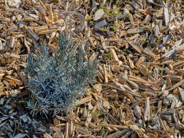 Doğanın kokusu: biberiyenin doğal halindeki güzelliği. Salvia rosmarinus
