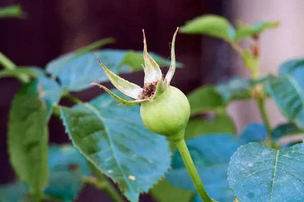 Yeşil gül tomurcuğu, ayrıca Çin gül verdiflorası (rosa chinensis viridiflora) olarak da bilinir. Seçici odak