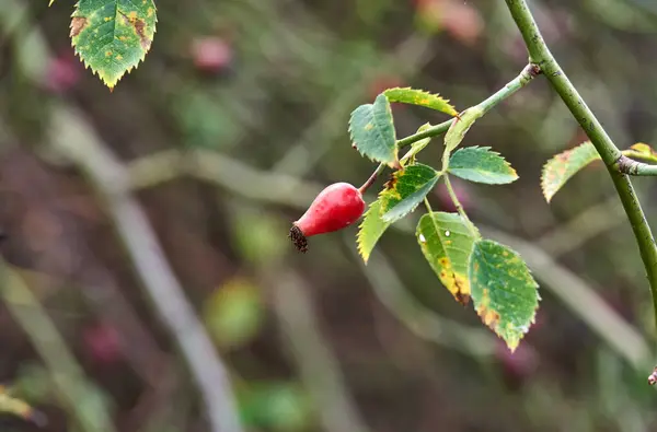 Frutos del bosque: las bayas de la rosa mosqueta