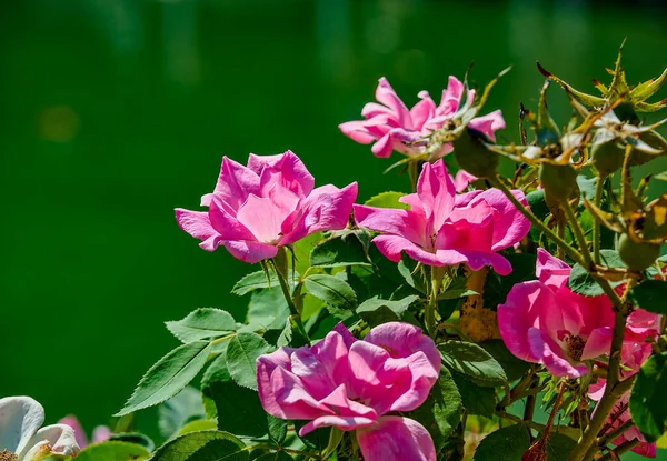 Rosa x Damascena, yaygın olarak Şam gülü, Kastilya gülü, Kastilya gülü, Fransa gülü, İl Gülü, Jerico gülü, Kastilya gülü, İskenderiye gülü, Provence gülü, Fransız gülü veya Vermilion gülü olarak bilinir. Seçici odak.