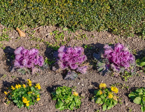 Beauty in diversity: A trio of ornamental cabbages at their best. Brassica Olaraceae