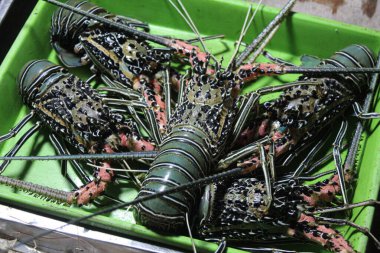 Gece pazarında taze ıstakoz satılıyor.