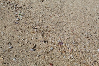 Sahilde beyaz kum ve kabuklu deniz ürünleri.