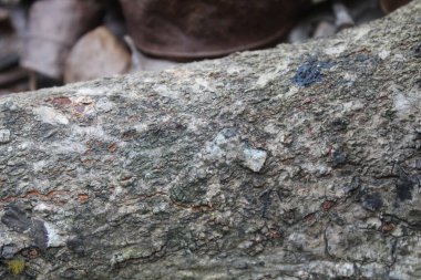 Ağaç kabuğu veya kök görünümünü kapat