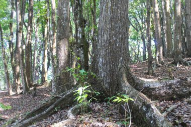 Ağaç derisi ya da ağaç kabuğu dokusu