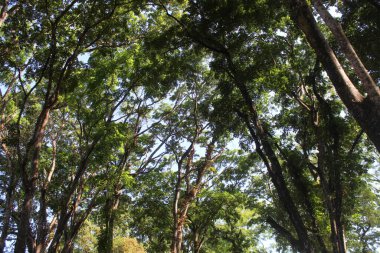 Doğu Java, Endonezya 'da yeşil yapraklı ağaçlar