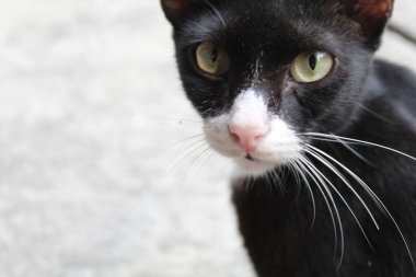 Siyah beyaz kürklü, sarı gözlü evcil bir kedi.