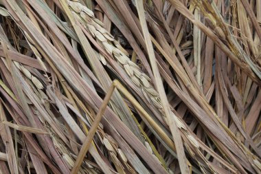 Kurutulmuş kahverengi pirinç pipetinin dokusu