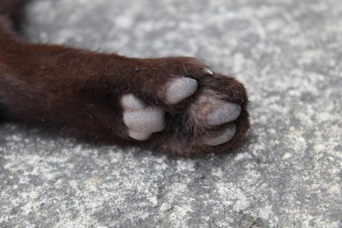 Gri arkaplanda siyah kedi pençesi