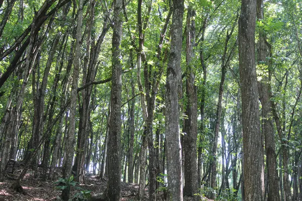 Yeşil yapraklı ağaçlar. Java Adası, Endonezya Manzarası