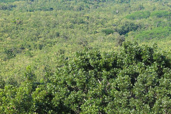 Green hill, with green tress. Forest at Pacitan, East Java, Indonesia