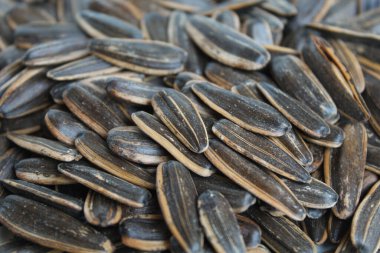 Sunflower seed with striped shell. Isolated on white background clipart