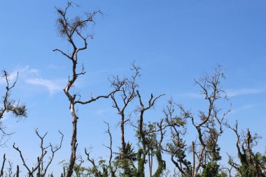 Dry high trees among green leaves or plants, with blue sky background clipart