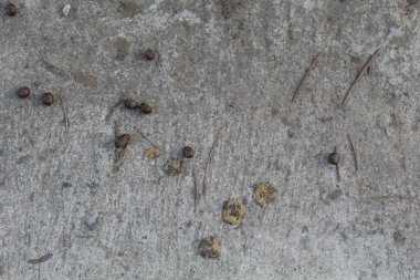 Keçi gübresi veya kuru keçi kakası veya keçi dışkısı, gri arka planda.