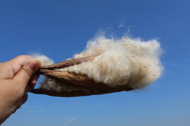 Dried fruit of Ceiba pentandra plant, produce cotton-like fluff known as the Java cotton, Java kapok, silk-cotton or samauma. clipart