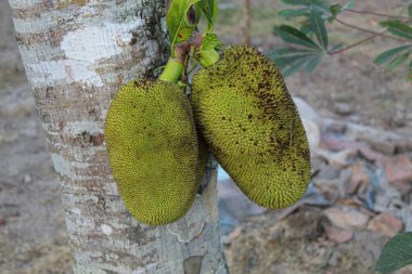 Artocarpus heterofillus ya da ağaçta asılı duran genç Jackson meyvesi.