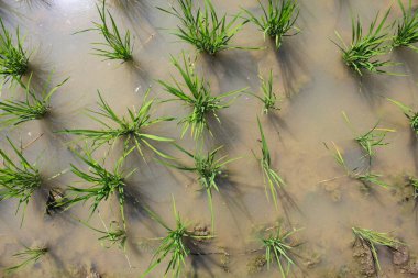 Seeding young rice plants on muddy watery rice field. Top view or flat lay clipart