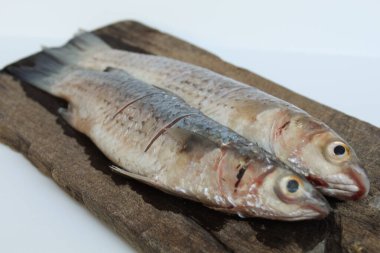 Pişmemiş mavi leke, ya da mavi kuyruk kefal, ya da Crenemugil seheli, ya da ikan belanak, ahşap tabakta. Beyaz arkaplanda izole