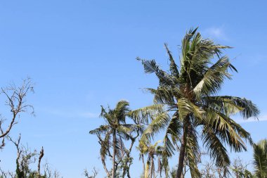 Ormanda mavi gökyüzü arka planına sahip hindistan cevizi ağacı